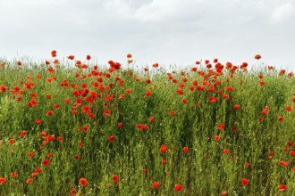 Corn poppy blossom, Eschershausen, Weserbergland, Holzminden, Lower Saxony, Germany