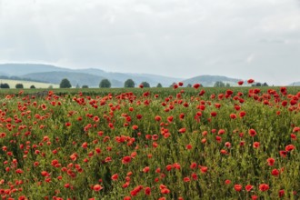 Corn poppy blossom, hilly landscape, Eschershausen, Weserbergland, Holzminden, Lower Saxony,