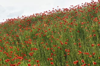 Corn poppy blossom, Eschershausen, Weserbergland, Holzminden, Lower Saxony, Germany