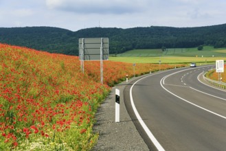 Empty federal road B 240, little car traffic, poppy blossom on the roadside, Eschershausen,