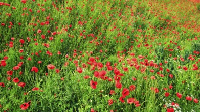 Corn poppy blossom, Eschershausen, Weserbergland, Holzminden, Lower Saxony, Germany