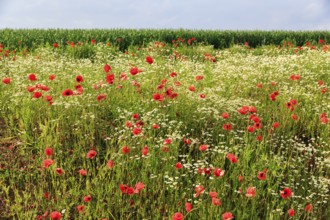 Corn poppy blossom, Eschershausen, Weserbergland, Holzminden, Lower Saxony, Germany