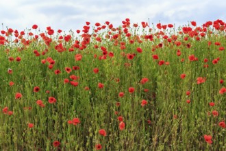Corn poppy blossom, Eschershausen, Weserbergland, Holzminden, Lower Saxony, Germany