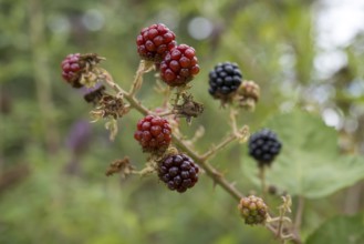 Blackberries (Rubus sect. Rubus) on a blackberry bush, North Rhine-Westphalia, Germany