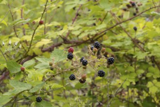 Blackberries (Rubus sect. Rubus) on a blackberry bush, North Rhine-Westphalia, Germany