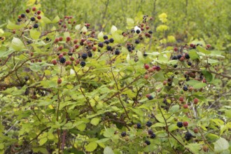 Blackberries (Rubus sect. Rubus) on a blackberry bush, North Rhine-Westphalia, Germany