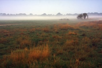Foggy meadow, Egelsberg nature reserve at dawn with scattered trees and orange-coloured grass,