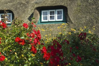 Typical Frisian houses in the village of fog on the North Frisian island of Amrum, Amrum, fog,