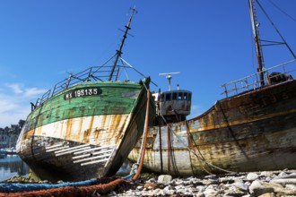 Ship cemetery in the harbour of Camaret-Sur-Mer, West French coast, Camaret-Sur-Mer, Brittany,