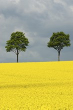 Rape blossom in Lower Saxony, Imbshausen, Imbshausen district of Northeim, Lower Saxony, Germany