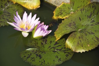 Lotus blossoms, Chiang Mai, Chiang Mai, Chiang Mai, Thailand