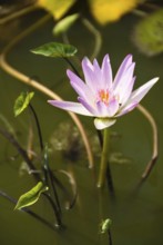 Lotus blossoms, Chiang Mai, Chiang Mai, Chiang Mai, Thailand