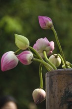 Lotus flowers, Chiang Mai, Chiang Mai, Chiang Mai, Thailand