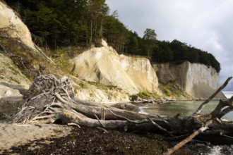 Jasmund chalk cliffs, Ruegen, Sassnitz, Ruegen, Germany