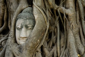 Buddha head entwined by tree roots in the historical park of Ayutthaya, Ayutthaya, Ayutthaya,