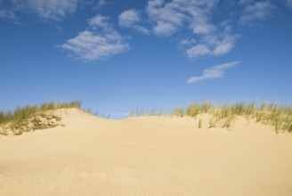 Dune landscape in front of a blue sky on the beach of Norddorf on the North Frisian island of