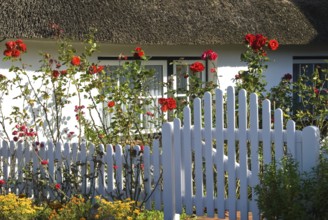 Typical Frisian houses in the village of fog on the North Frisian island of Amrum, Amrum, fog,