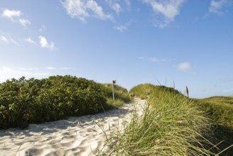 Dune landscape in front of a blue sky on the beach of Norddorf on the North Frisian island of