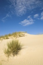 Dune landscape in front of a blue sky on the beach of Norddorf on the North Frisian island of