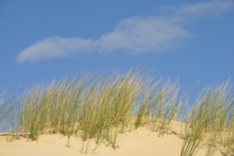 Dune landscape in front of a blue sky on the beach of Norddorf on the North Frisian island of