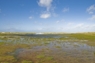 Water reservoir between the dunes of the North Frisian island of Amrum, Amrum, Norddorf, North