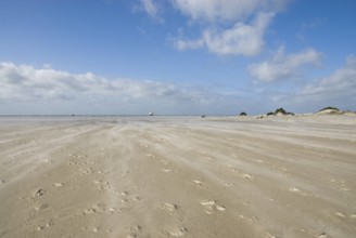 A strong storm whistles across the desert-like western beach of the North Frisian island of Amrum,
