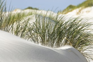 Dune landscape in front of a blue sky on the beach of Norddorf on the North Frisian island of