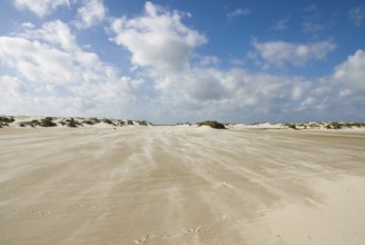 A strong storm whistles across the desert-like western beach of the North Frisian island of Amrum,