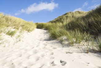 Dune landscape in front of a blue sky on the beach of Norddorf on the North Frisian island of