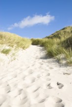 Dune landscape in front of a blue sky on the beach of Norddorf on the North Frisian island of