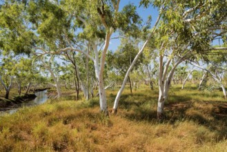 Tree vegetation along the Elizabeth Highway, Western Australia