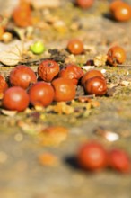 Rowan berry still life, Ayutthaya, Ayutthaya, Thailand, Thailand