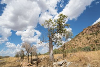 Baobab tree in front of a bright blue sky, Western Australia, Elizabeth Highway