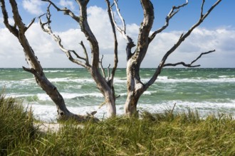 Creeping trees on the Baltic Sea beach near Prerow, Ruegen, Prerower Weststrand, Ruegen, Germany