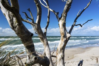 Creeping trees on the Baltic Sea beach near Prerow, Ruegen, Prerower Weststrand, Ruegen, Germany