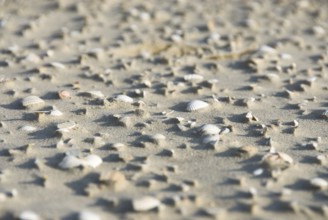 Impressions of the beach in the village of Süddorf on the North Frisian island of Amrum, Amrum,
