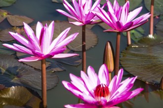 Water lilies