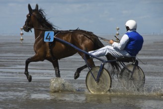 38th Duhner Pferdewattrennen on 15 July 2012, Cuxhaven, Strandbad Duhnen, Duhnen, Lower Saxony,