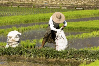 The land of a thousand pagodas, Myanmar, Myanmar, Myanmar