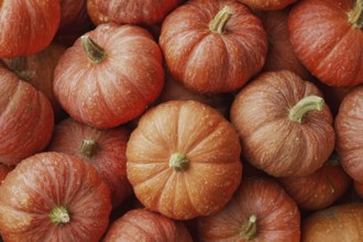 Hokkaido pumpkin, edible pumpkin, full-size, AI generated