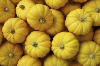 Hokkaido pumpkin, edible pumpkin, full-size, AI generated