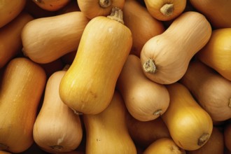 Butternut, pear pumpkin, edible pumpkin, full-size, AI generated