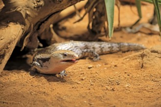 Blue-tongued skink (Tiliqua scincoides), adult, on the ground, foraging, alert, Australia, Germany