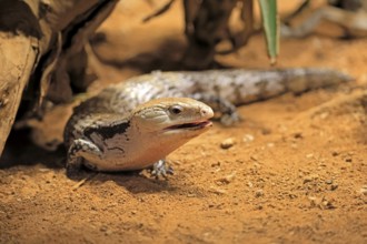 Blue-tongued skink (Tiliqua scincoides), adult, on the ground, foraging, alert, Australia, Germany