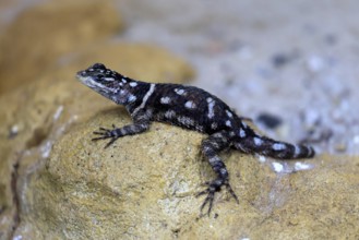 McDougall's spiny iguana (Sceloporus macdougalli), adult, rocks. alert, Mexico, North America