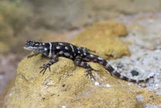McDougall's spiny iguana (Sceloporus macdougalli), adult, rocks. alert, Mexico, North America