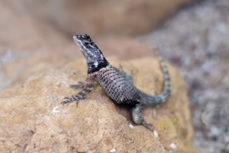 McDougall's spiny iguana (Sceloporus macdougalli), adult, rocks. alert, Mexico, North America