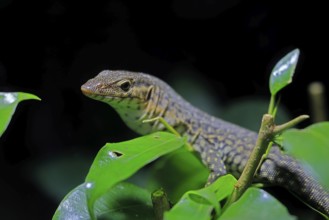 Mitchell's water monitor (Varanus mitchelli), adult, on shrub, foraging, Australia