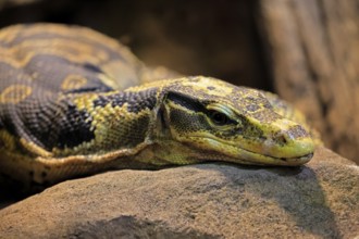 Mindanao banded monitor lizard (Varanus cumingi), adult, portrait, resting, rock, Philippines,