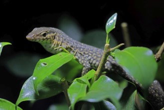 Mitchell's water monitor (Varanus mitchelli), adult, on shrub, foraging, Australia